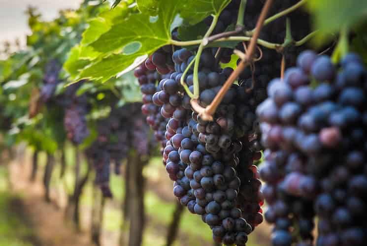 Bunches of dark grapes hang from a vine in a vineyard.